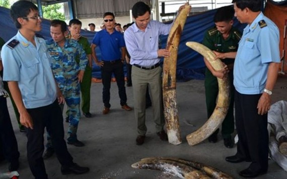 Đánh tráo, ăn cắp trên 150 kg ngà voi tang vật, một cán bộ Hải quan bị bắt