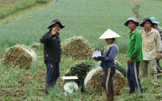 Hành lá đột ngột tăng giá