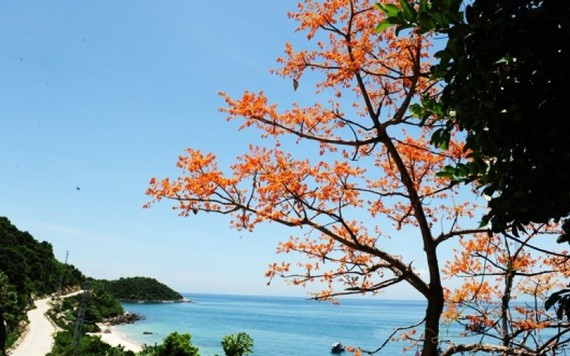 Hoa ngô đồng bừng nở đẹp ngỡ ngàng ở Cù Lao Chàm