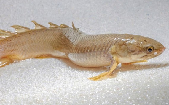 Cận cảnh loài cá siêu lạ: Đi trên cạn, sống trong không khí 8 tháng