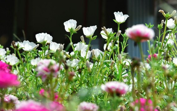 Đường hoa mười giờ độc đáo nhất Hà Nội