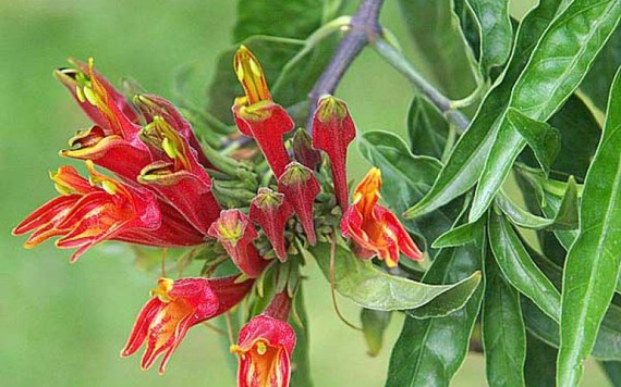 Cây bìm bịp có thực sự chữa được bệnh ung thư?