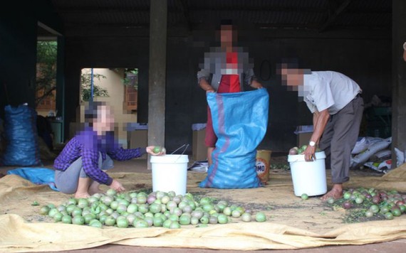 Chanh dây bất ngờ tăng vọt, thương lái thuê 'đầu gấu' vào ép giá