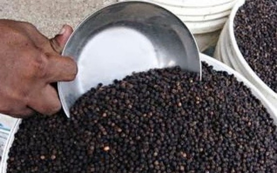 Giá nông sản hôm nay 21/8: Giá tiêu Việt Nam về 'bét' thế giới