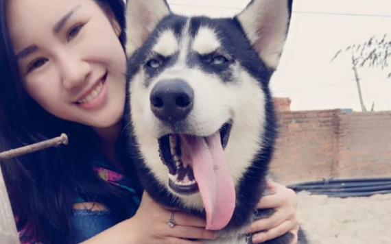 Mượn chó Husky của bạn để trị bệnh trầm cảm, thanh niên bán luôn lấy tiền ăn chơi