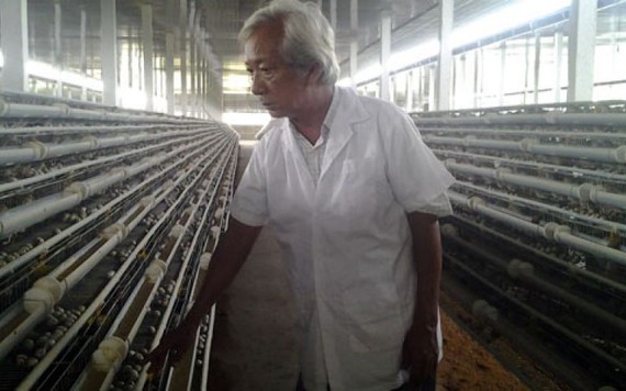 Lão nông xuất khẩu 200.000 trứng tí hon, lãi 12 triệu đồng mỗi ngày