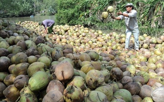 Dừa Trà Vinh giá cao kỷ lục, tư thương lùng mua tận vườn