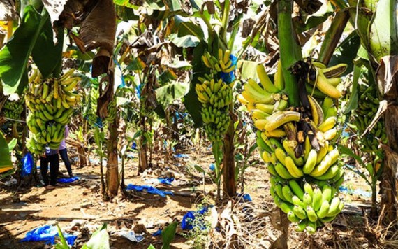 Sau giải cứu, dân Đồng Nai lại ồ ạt trồng chuối chờ Trung Quốc thu mua