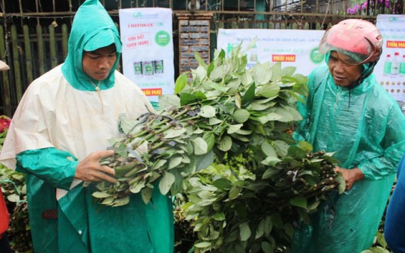 Giống tiêu không rõ nguồn gốc bán tràn lan trên phố