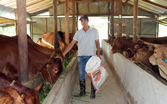 Đang làm phiên dịch lương 20 triệu/tháng, về quê nuôi bò lãi trăm triệu