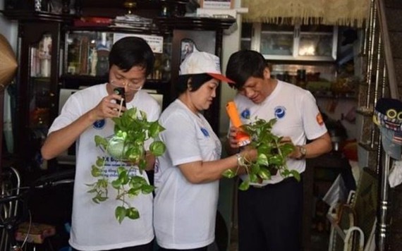 Nuôi muỗi chống sốt xuất huyết