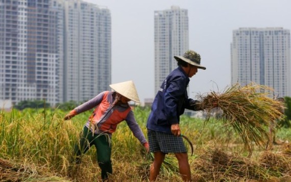 Người dân Sài Gòn gặt lúa ở dự án 'treo' 25 năm