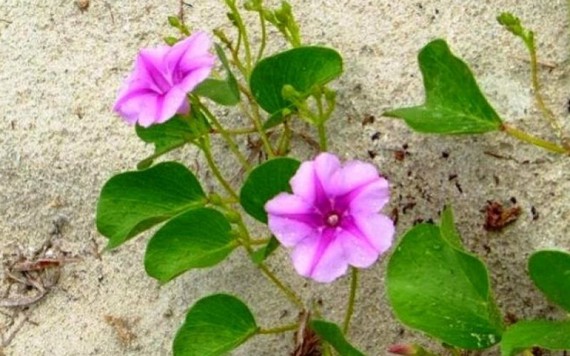 Những tác dụng trị bệnh không ngờ của rau muống biển