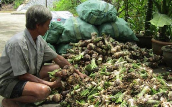 Lão nông trồng lan bán củ thu về nửa tỉ