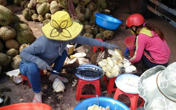 Sầu riêng tăng giá khủng, tư thương 'ăn' cả trái non, tẩm thuốc nhanh chín