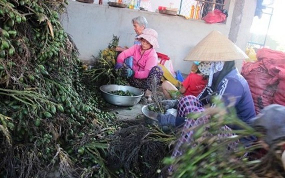 Sự thật của việc thương lái thu mua cau non bán sang Trung Quốc