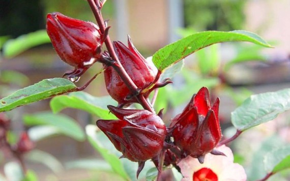 Công dụng chữa ‘bá bệnh’ từ cây bụp giấm