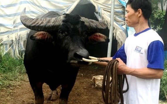 Chọi trâu Đồ Sơn trở lại sau 3 tháng xảy ra sự cố chết người