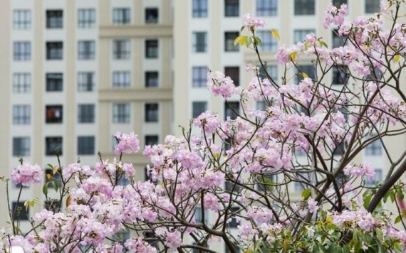 Trưa Sài Gòn lãng đãng dịu mát với màu hoa kèn hồng