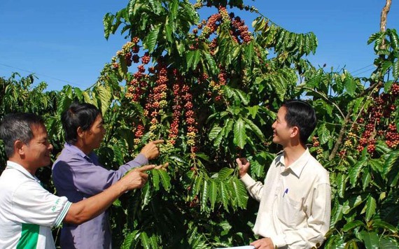 Giá nông sản ngày 27/9: Cà phê, tiêu đồng loạt giảm giá, xuất khẩu rau quả lên ngôi