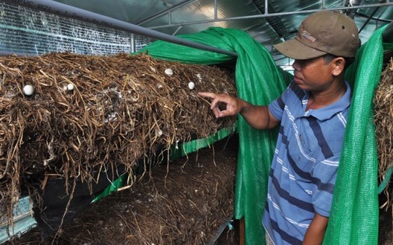 Trồng nấm rơm trong nhà, không dùng hoá chất, giá bán tăng gấp đôi