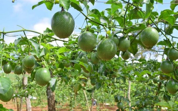 Phạt một người Trung Quốc thu mua chanh dây trái phép