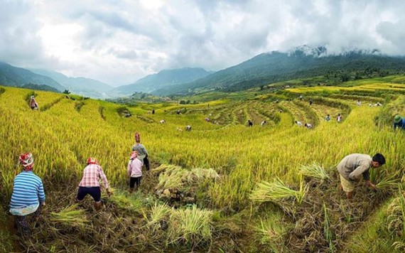 Cảnh sắc như tranh của Sa Pa mùa lúa chín