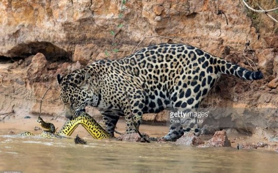 Trận giao chiến 'một mất một còn' giữa báo đốm và ác quỷ rừng xanh Nam Mỹ Anaconda