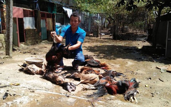 Rò rỉ khí Ammoniac ở Sài Gòn làm 4 người nhập viện, chết nhiều vật nuôi