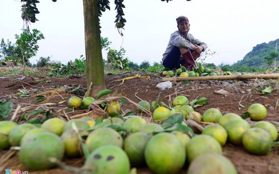 Cánh đồng cam nổi tiếng bị ngập nặng, thiệt hại hàng tỷ đồng