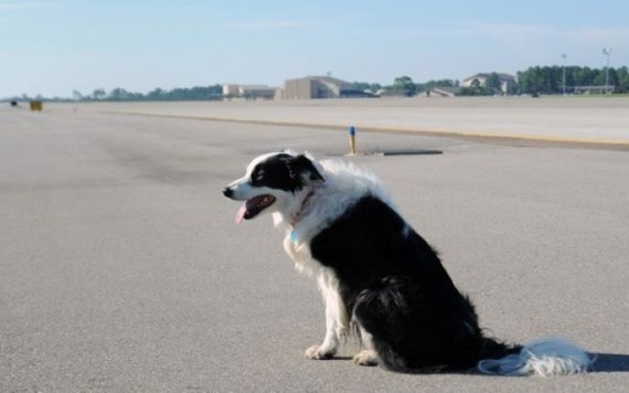 Hoãn chuyến bay vì chó chạy trên đường băng sân bay Cam Ranh