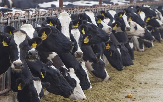 Phân bò sắp chính thức trở thành nhiên liệu cho xe hơi?