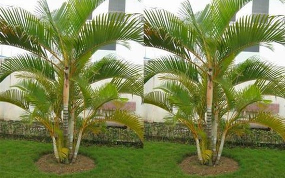 Trồng cây dừa cảnh trước nhà để thần tài luôn gõ cửa vào năm mới