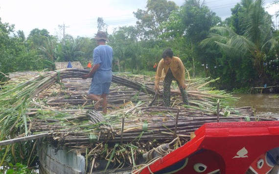 Thành Thành Công bất ngờ “bắt tay” với Kido bán lẻ đường