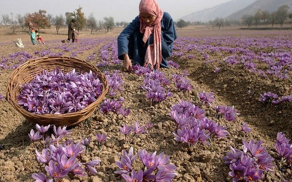 Saffron có gì đặc biệt mà đắt đỏ như vàng, lên tới hơn 450 triệu đồng/1kg?