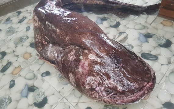 Người dân câu được cá leo 'khủng' dài gần 2m, nặng 50kg