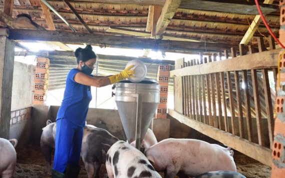 Giá heo hôm nay 24/12: Heo ngừng tăng giá