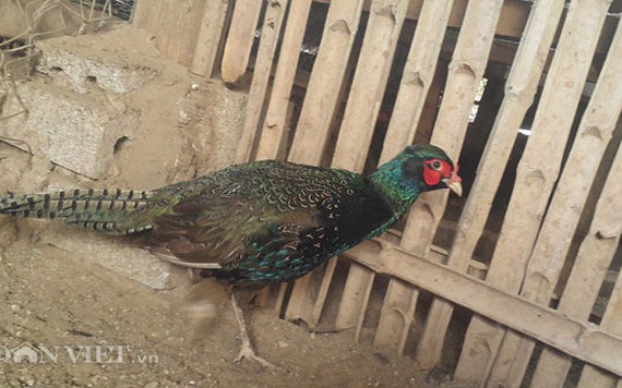 Nuôi con gì bán tết: Chăm chim 'tiến vua', kiếm gần nửa tỷ dịp Tết