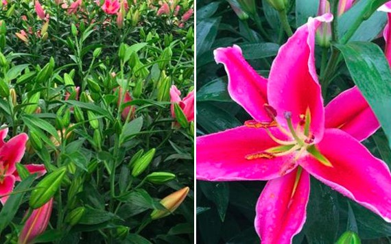 Mẹo chọn hoa ly đẹp và bảo quản được lâu để chơi Tết