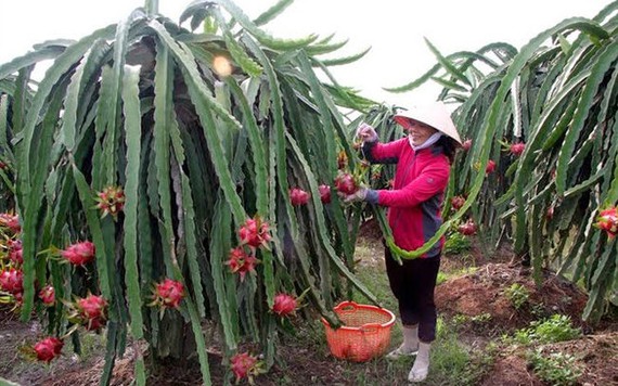 Gần Tết, thanh long trái vụ tăng giá gấp 3 lần