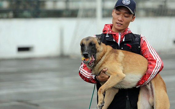 Ly kỳ thú chơi chó chăn cừu có giá đắt ngang ô tô của người Hà Nội