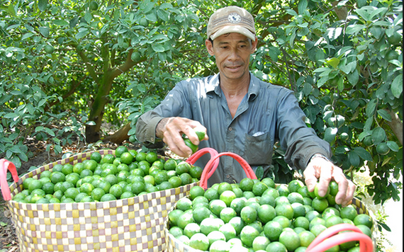 Chanh tăng giá đẩy lợi nhuận lên 4-5 lần khiến nông dân phấn khởi