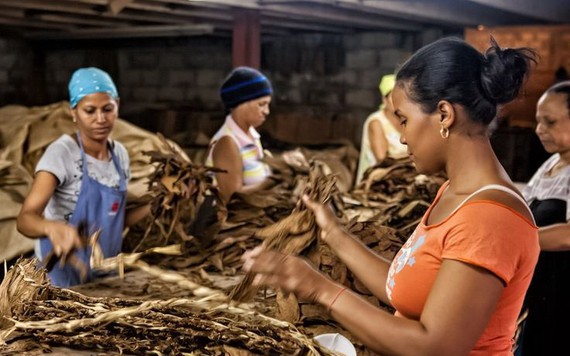 Cuba thu nửa tỷ USD từ bán xì gà trong năm 2017