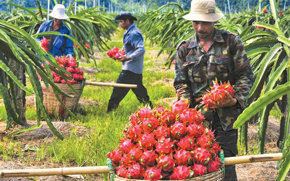 Từ ngày 1/4, trái cây Việt Nam xuất khẩu sang Trung Quốc sẽ bị truy xuất nguồn gốc