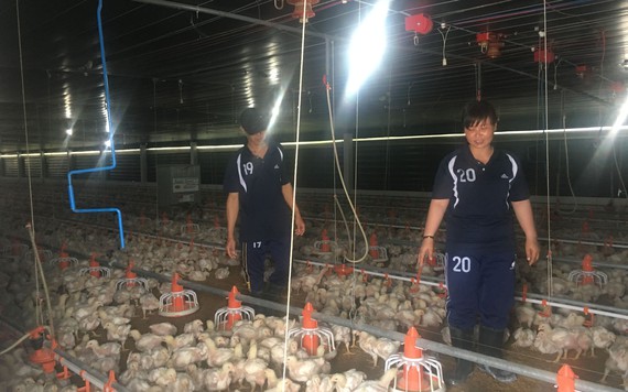 Đồng Nai có trại gà đầu tiên tại Việt Nam đạt chuẩn GlobalGAP