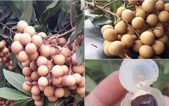 Nhãn xuồng đầu mùa giá cao ngất ngưởng vẫn hút người mua