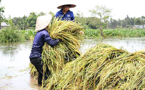 Lũ sớm do vỡ đập ở Lào khiến nông dân miền Tây thiệt hại nặng