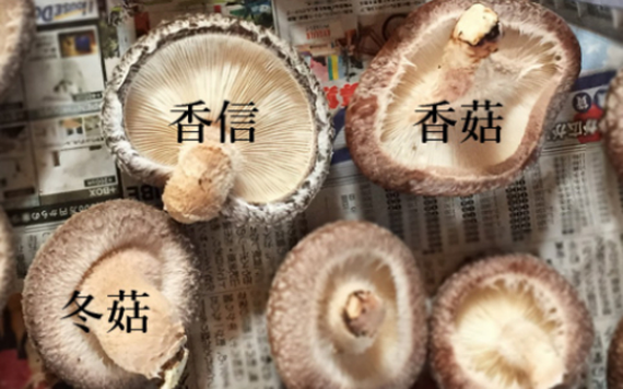 Nấm hương Nhật Bản hơn 8 triệu đồng/kg vẫn không đủ để bán