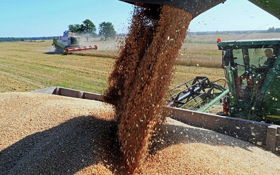 30% lúa mì nhập về Việt Nam nhiễm cỏ kế đồng