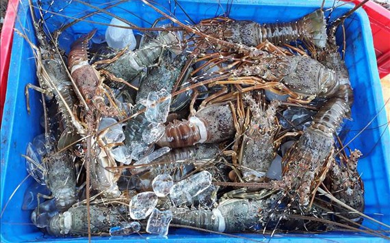 Ảnh hưởng bão số 9: Tôm hùm, cá nuôi lồng bè chết hàng loạt do sốc nước lũ